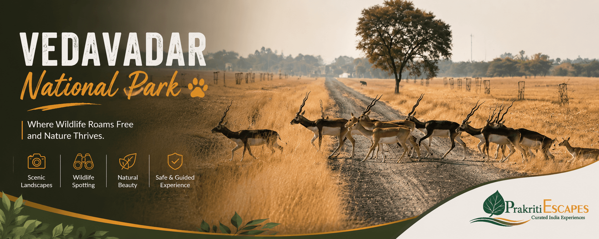 Herd of blackbuck crossing the grassland at Velavadar National Park