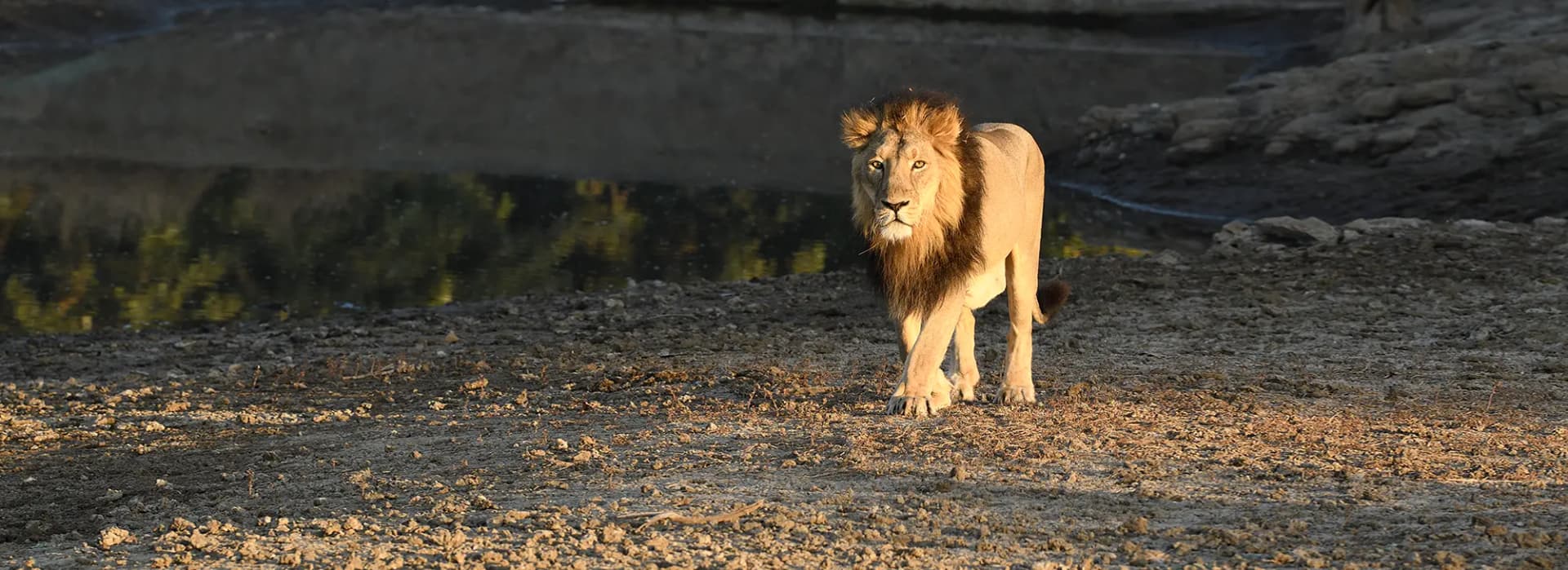 Gir Jungle Safari
