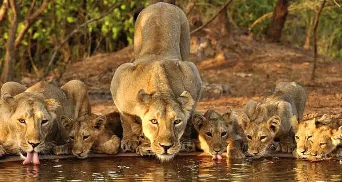 Devalia Park Gypsy Safari, Sasan Gir