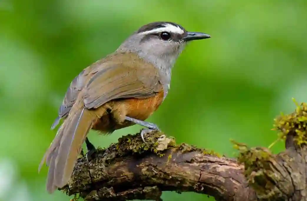Bird Song Trail – Periyar Tiger Reserve, Periyar Tiger Reserve