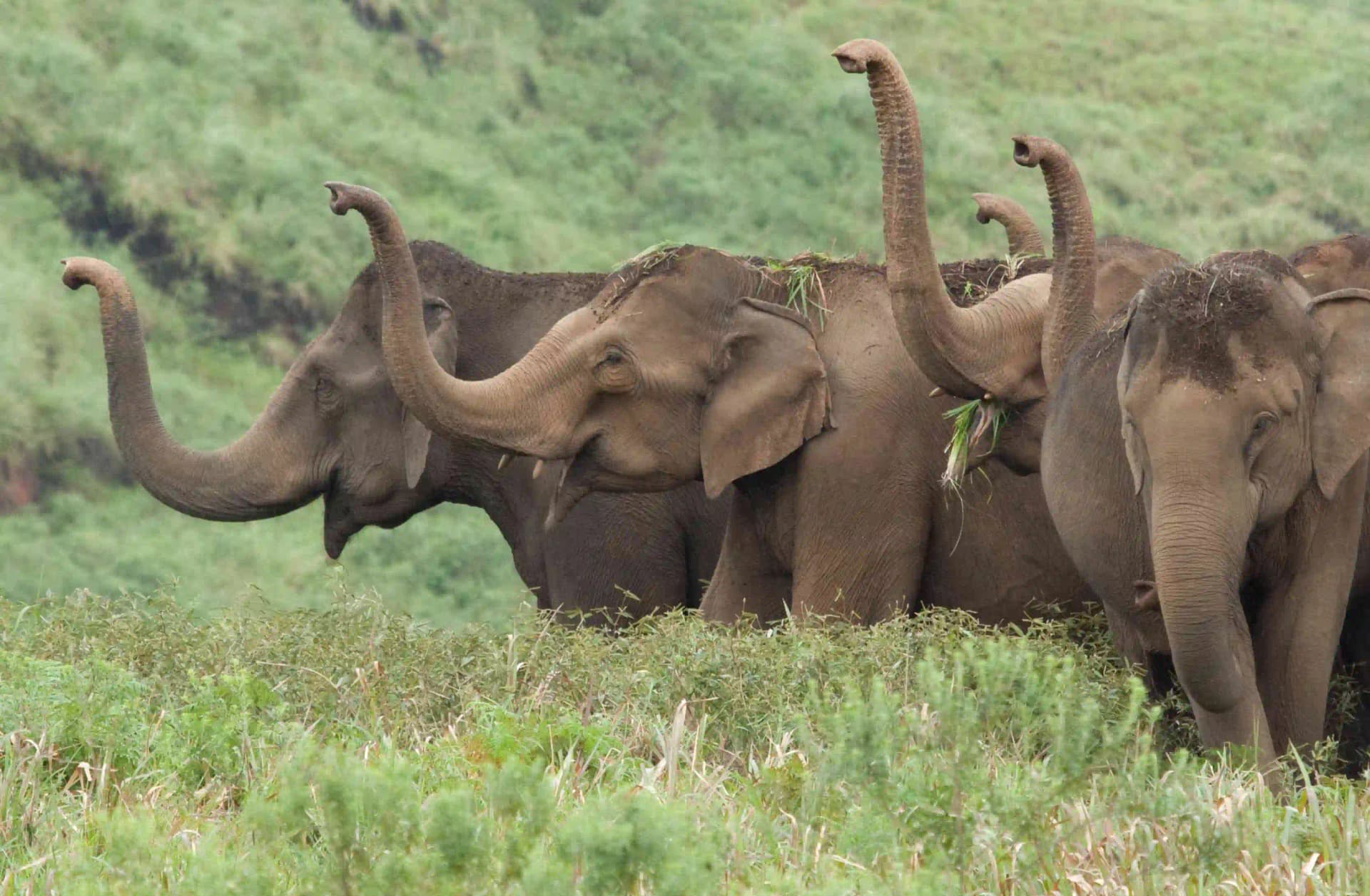 Border Hiking – Brandipara, Periyar Tiger Reserve