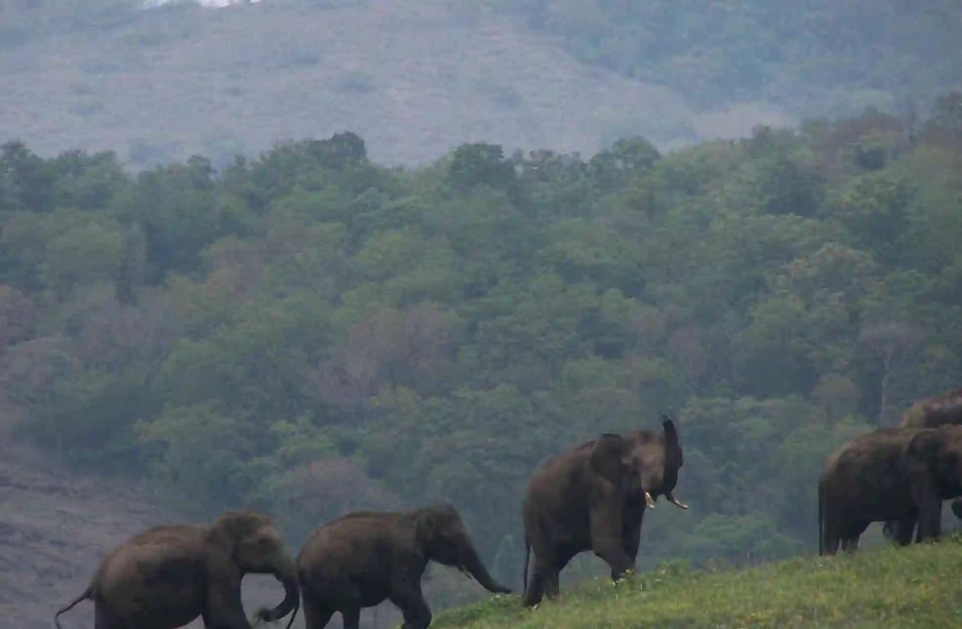 Periyar Tiger Trail – 1 Night — photo 3
