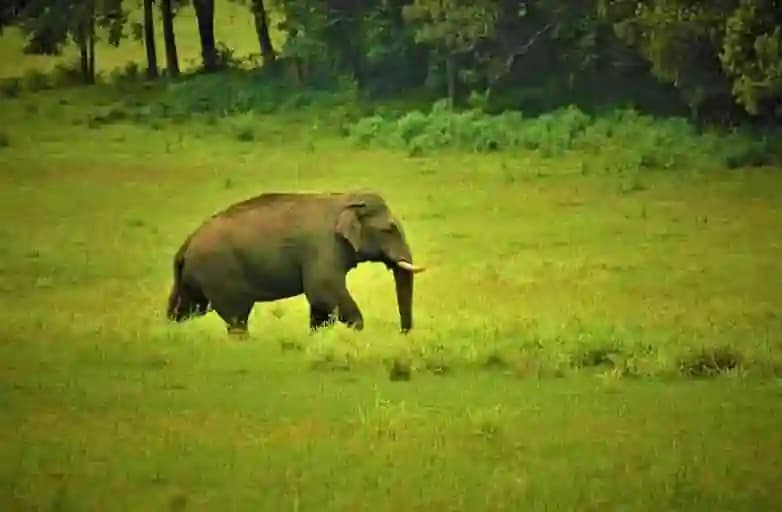 Periyar Tiger Trail – 1 Night — photo 4