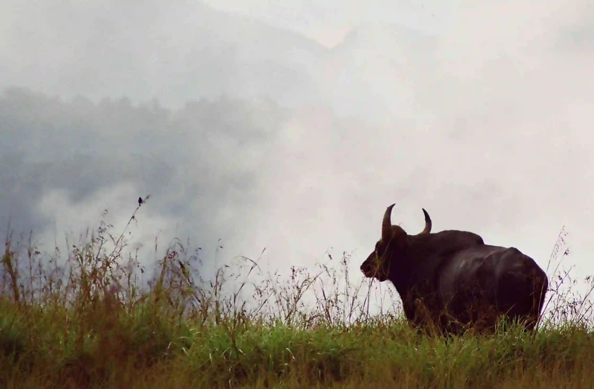 Border Hiking – Thondiyar — photo 3