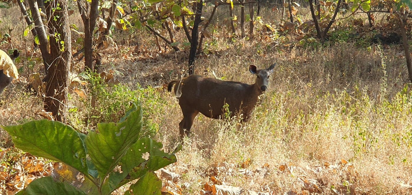 Girnar Nature Safari — photo 8