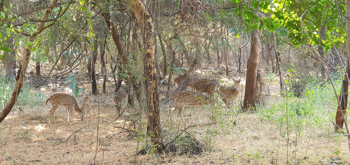 Girnar Nature Safari — photo 6