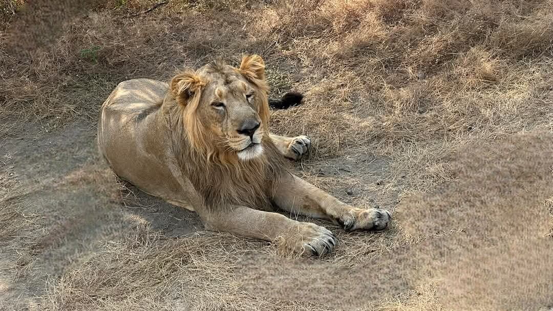 Ambardi Safari Park — photo 7