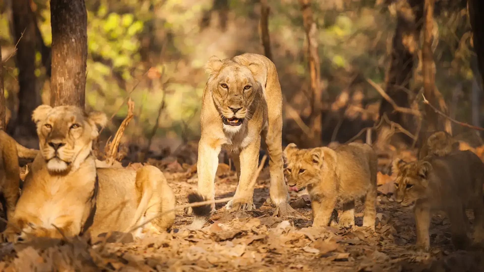 Ambardi Safari Park — photo 8