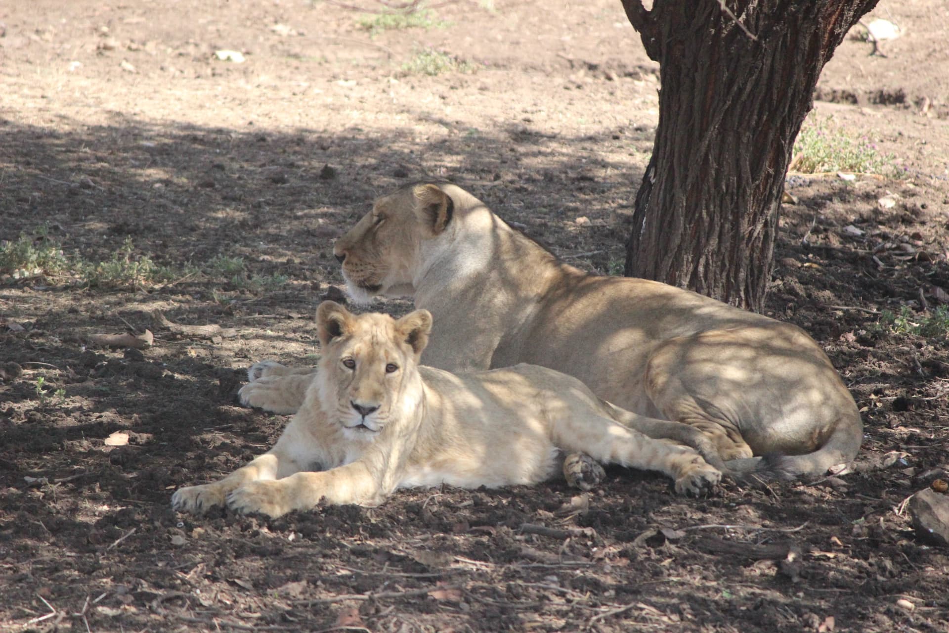 Devalia Park Gypsy Safari — photo 3