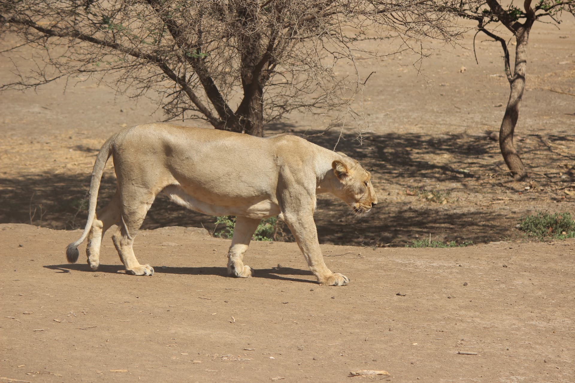 Devalia Park Gypsy Safari — photo 4