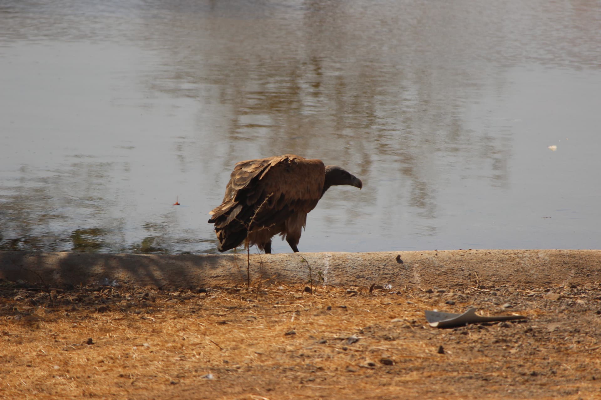 Devalia Park Gypsy Safari — photo 1