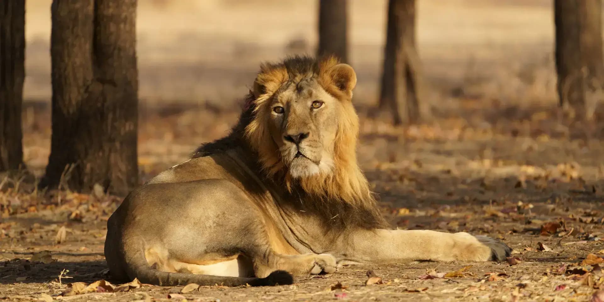 Ambardi Safari Park — photo 9