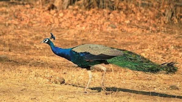 Girnar Nature Safari — photo 1