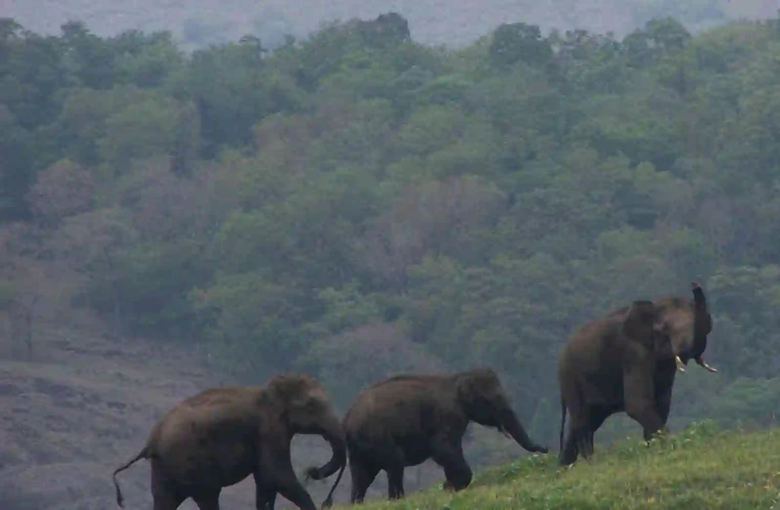 Green Walk – Periyar Tiger Reserve — photo 2
