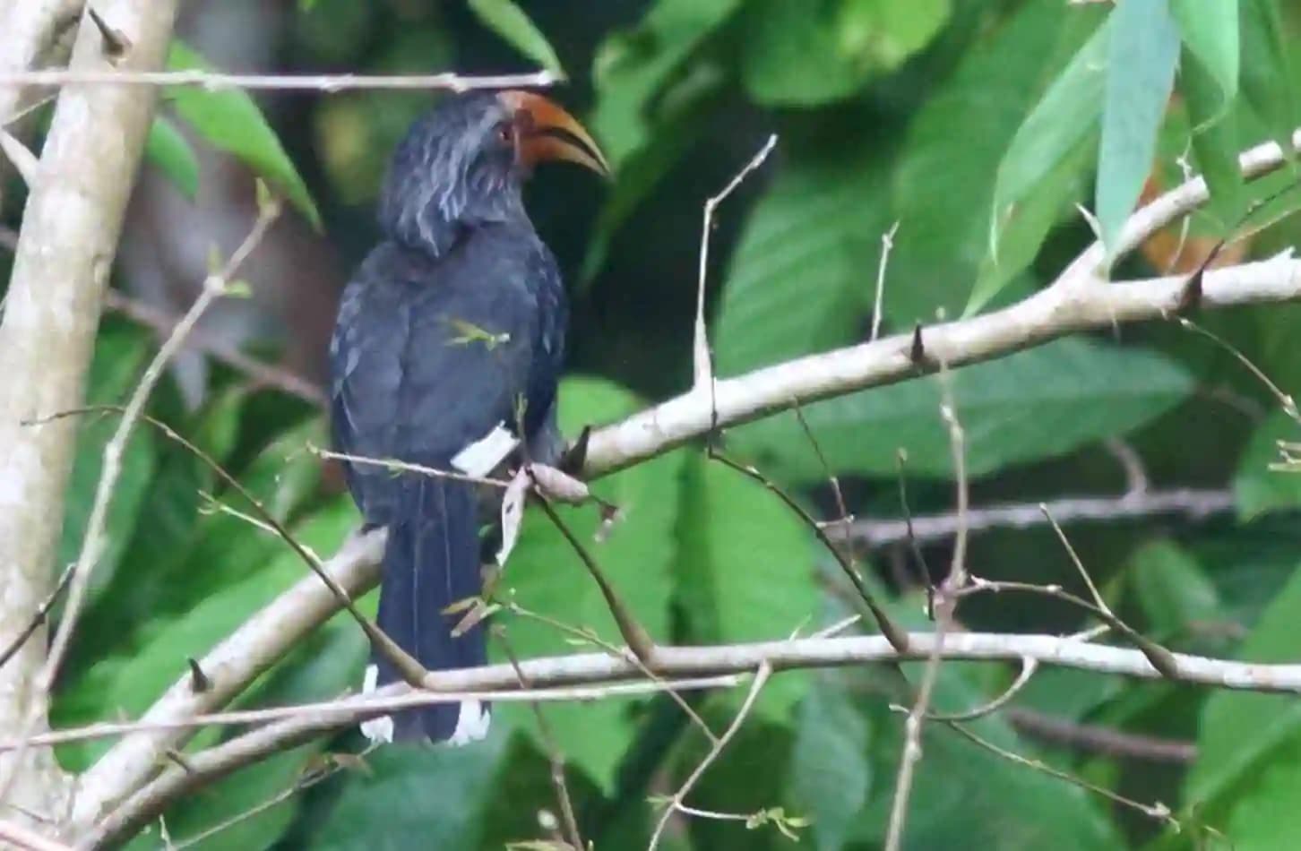 Green Walk – Periyar Tiger Reserve — photo 5