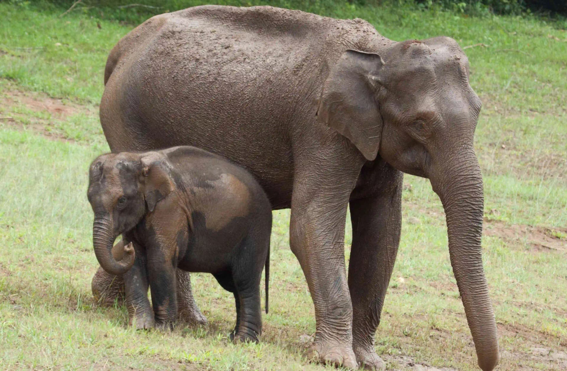 Nature Walk – Periyar Tiger Reserve — photo 5