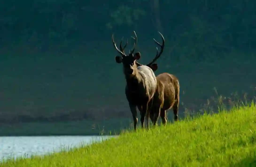 Nature Walk – Periyar Tiger Reserve — photo 6