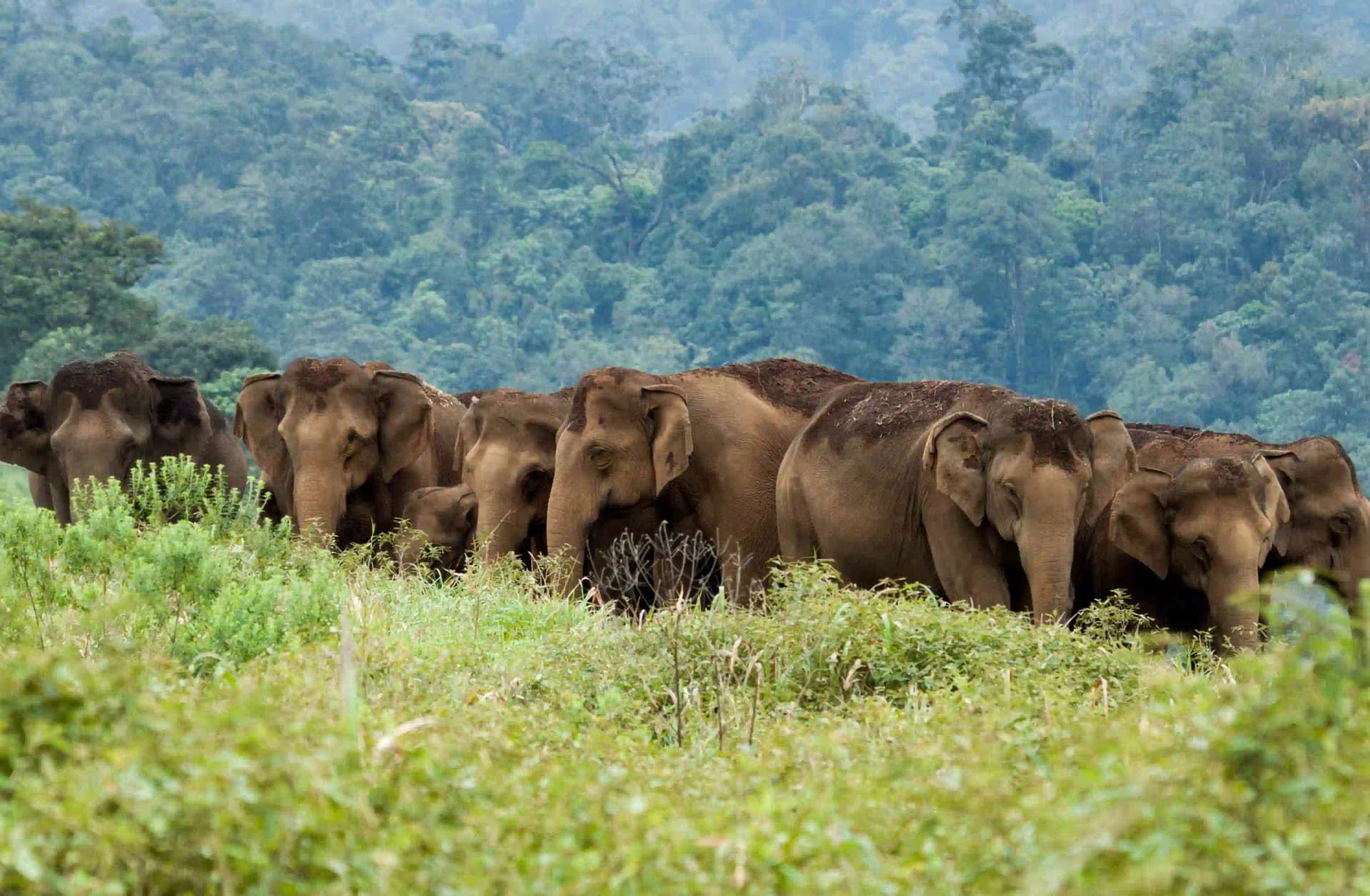 Nature Walk – Periyar Tiger Reserve — photo 1