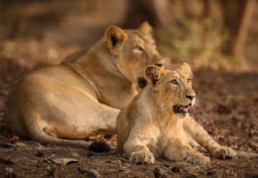 Girnar Nature Safari — photo 4