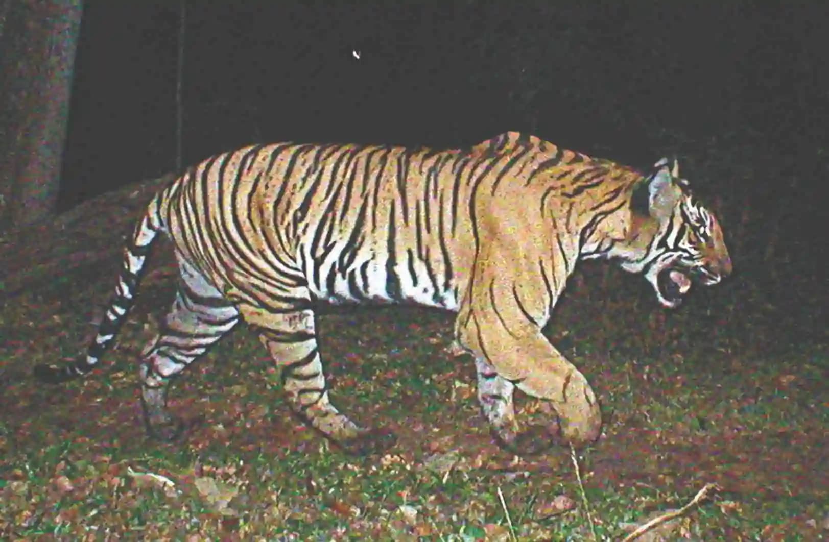 Periyar Tiger Trail – 1 Night — photo 8