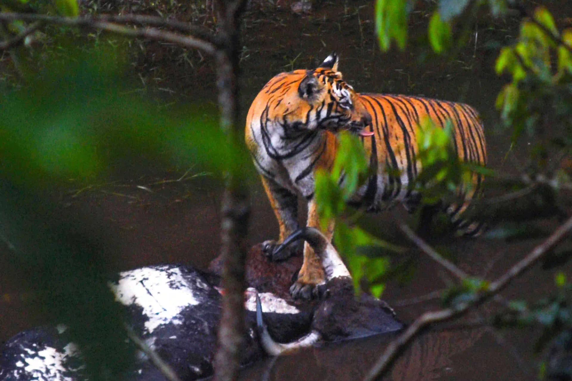 Periyar Tiger Trail – 2 Nights (Every Saturday), Periyar Tiger Reserve