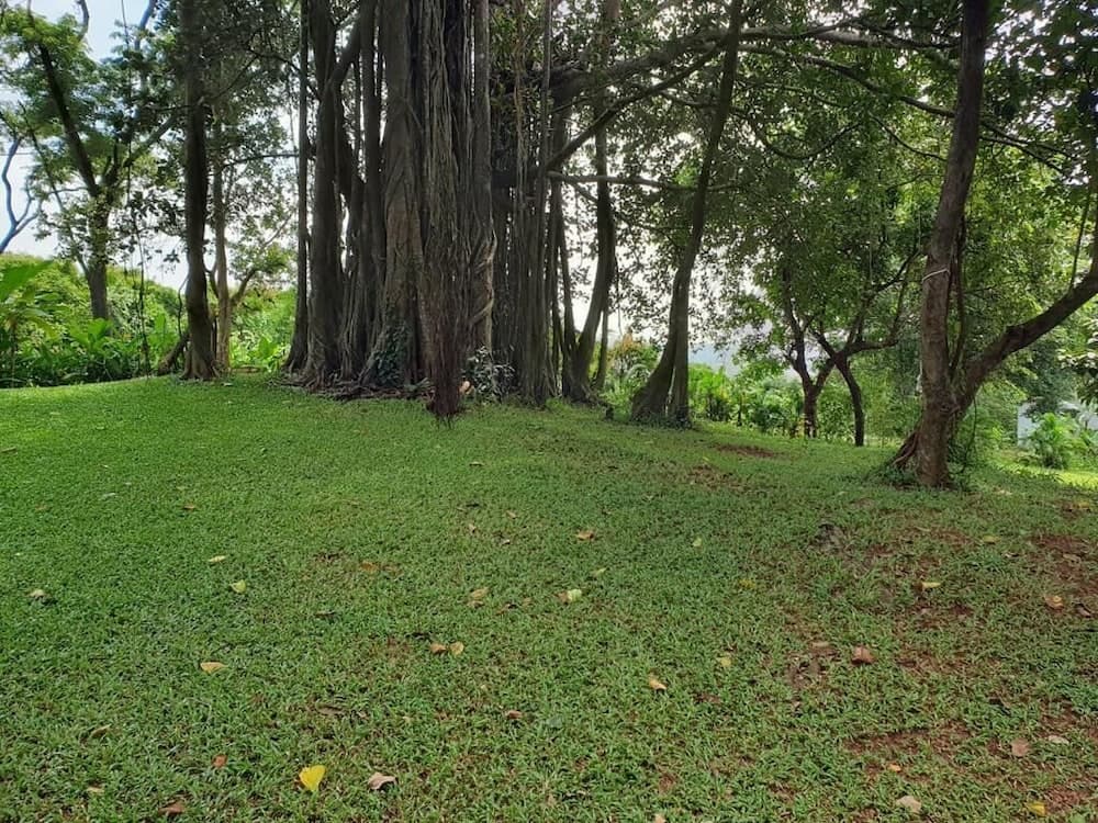 The Postcard Ayurveda Retreat - A Sitaram Ayurveda Experience — photo 52