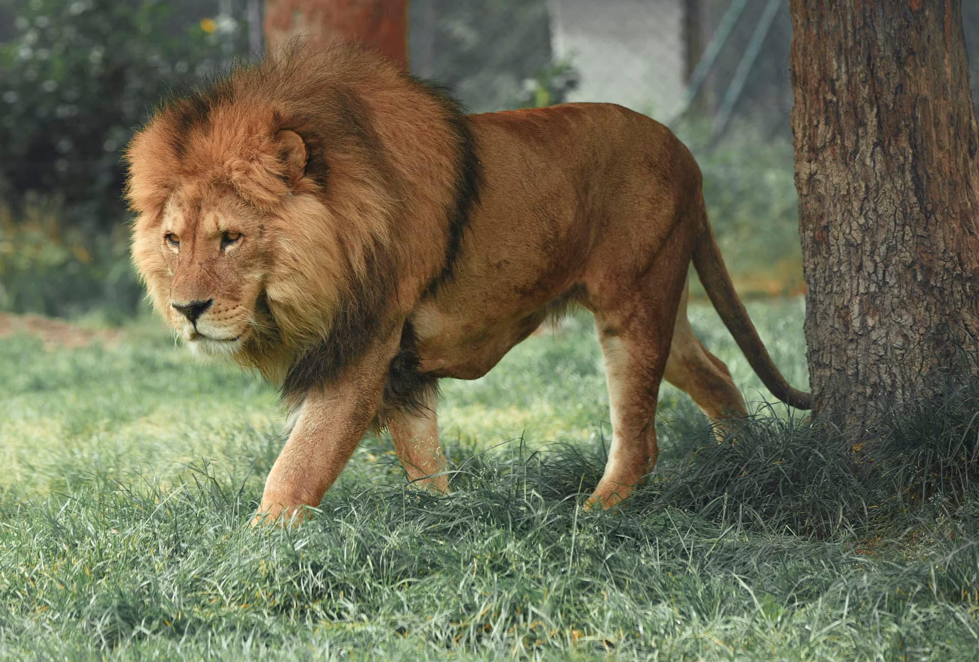 Gir Jungle Safari 2