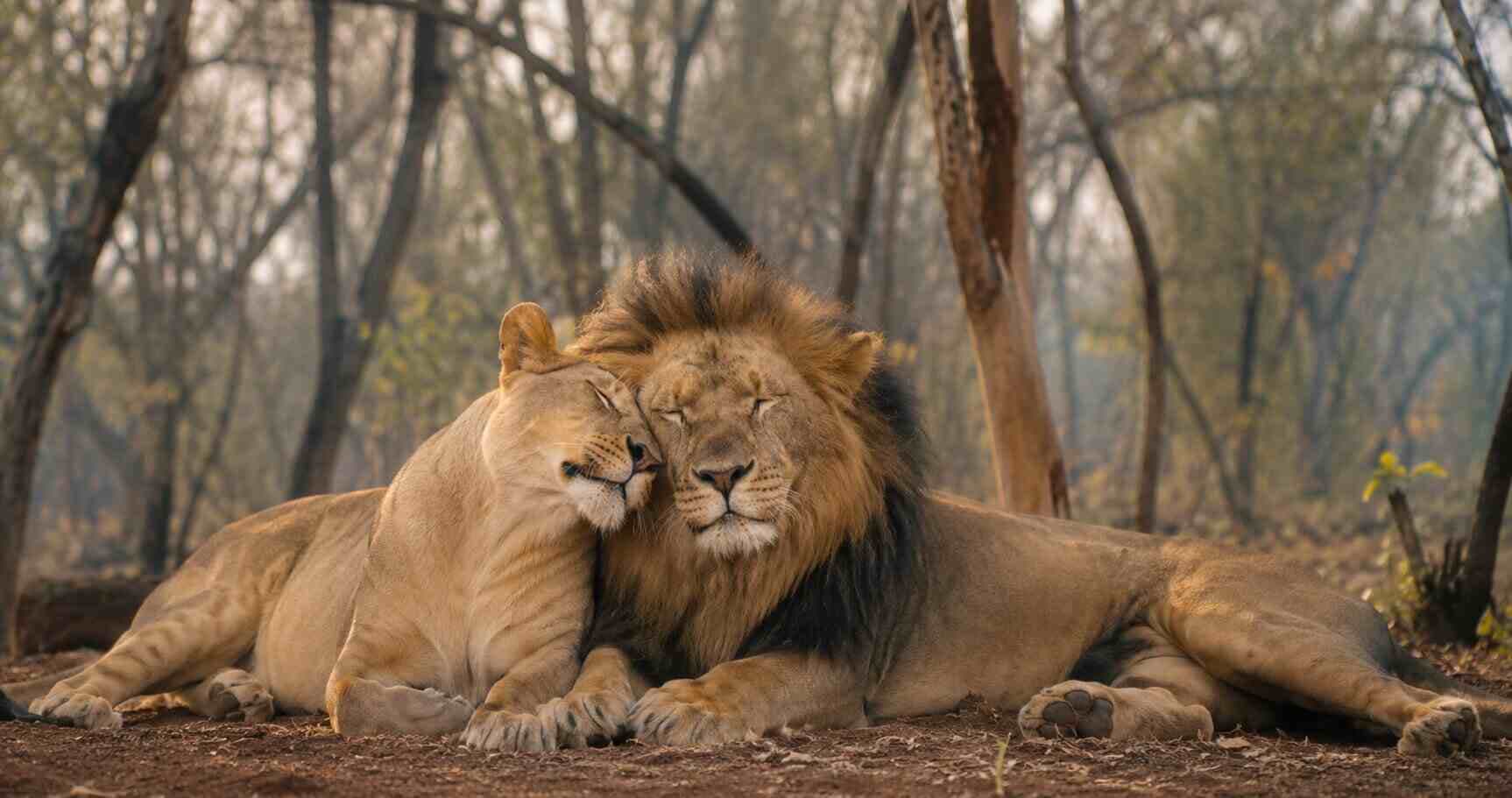 Come Face to Face with the Asiatic Lions