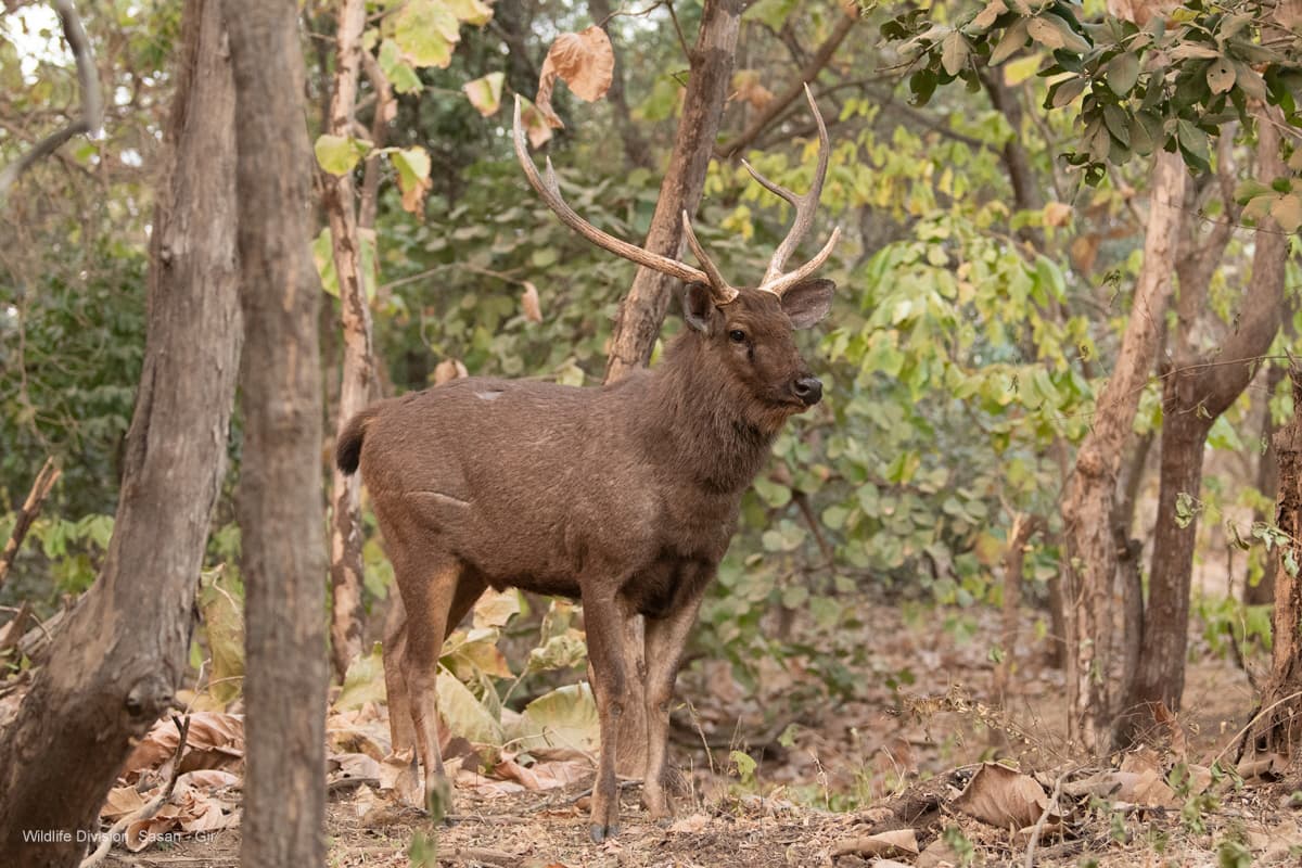 Sambar stag standing among dry trees