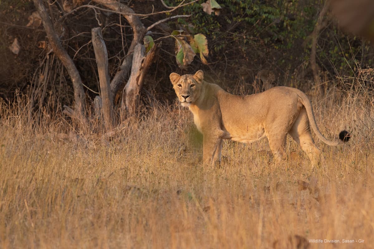 Asiatic lion walking along the edge of a waterhole in Gir National Park