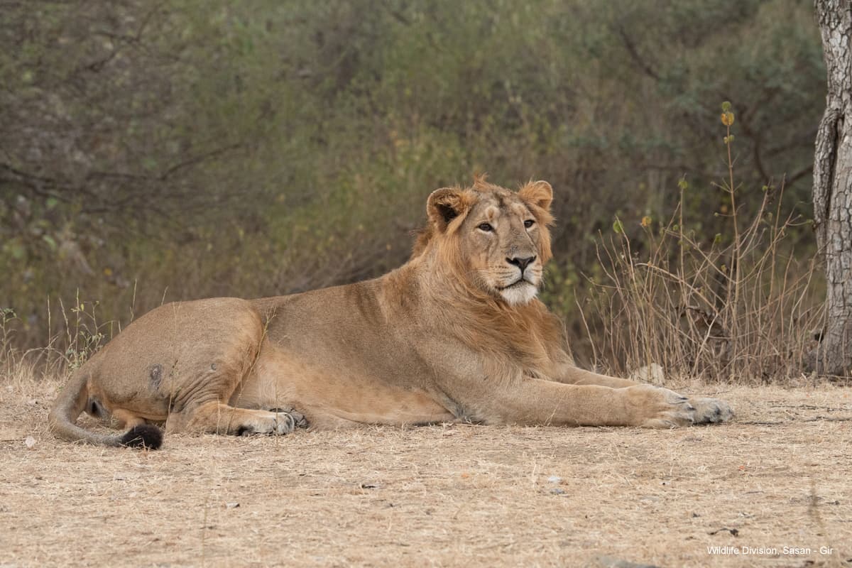 Asiatic lion lying on open ground