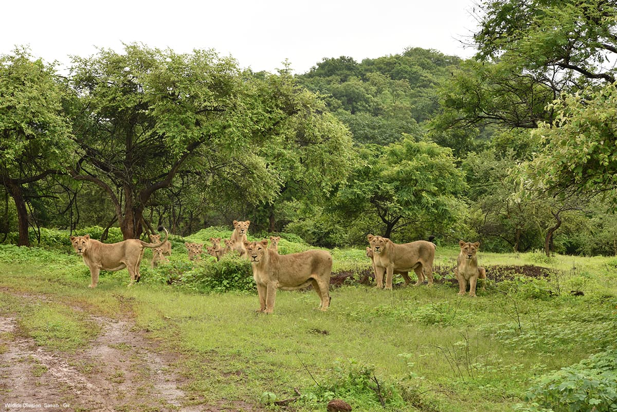Pride of Asiatic lions on a green meadow after the monsoon