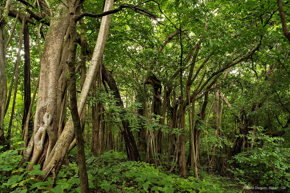 Dense green forest with hanging roots in the Gir landscape