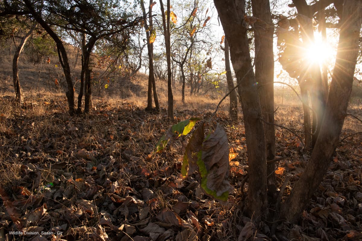 Low sun shining through dry forest