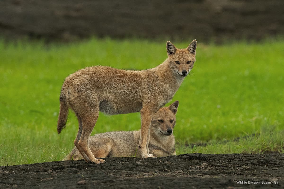 Pair of golden jackals resting on green grass