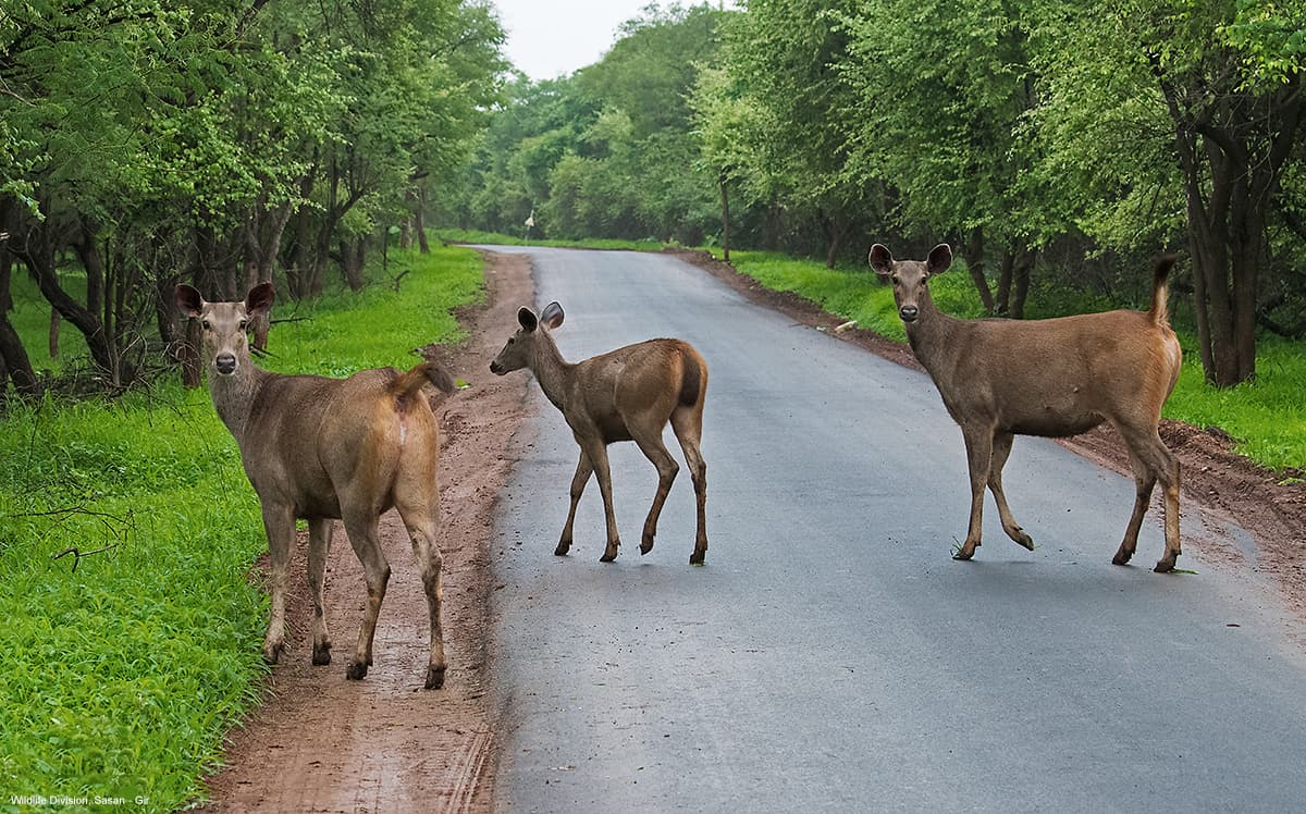 Deer crossing a forest road near Sasan Gir