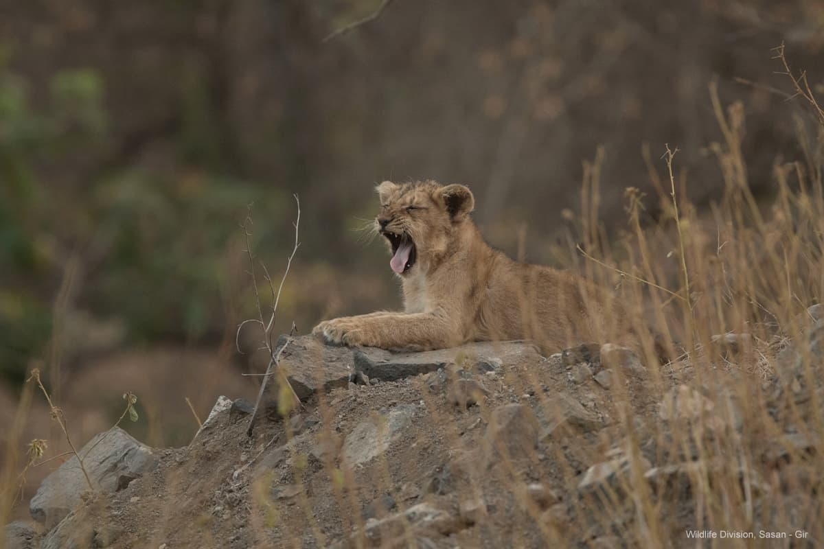 Lioness yawning on a rocky outcrop at Devalia