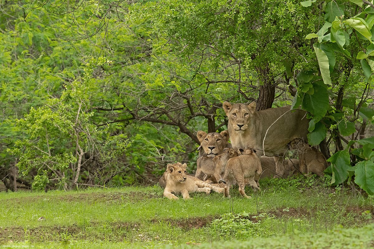 Lioness resting with her cubs in green forest at Devalia