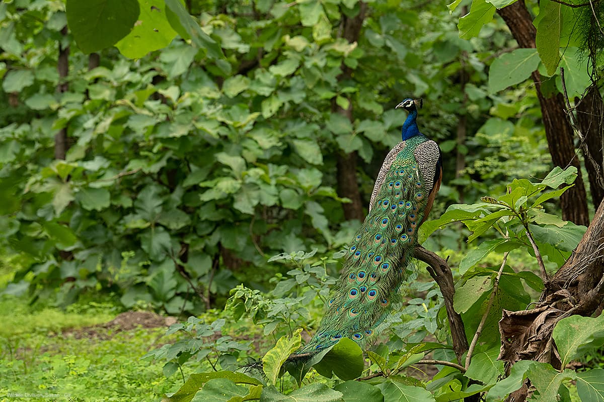 Peacock perched among green leaves at Devalia
