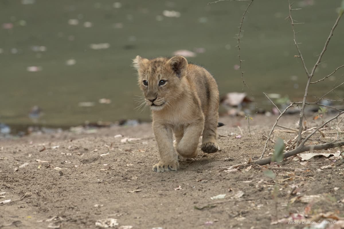 Lion cub walking on a dirt track at Devalia