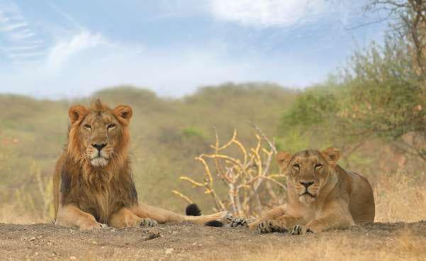 Asiatic lion walking along a waterhole in Gir, the starting point for exploring Saurashtra