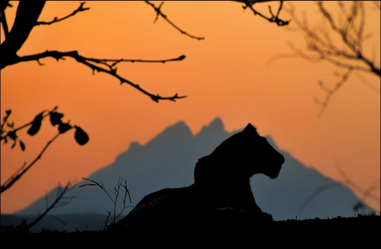 Silhouette of a lion against an orange evening sky