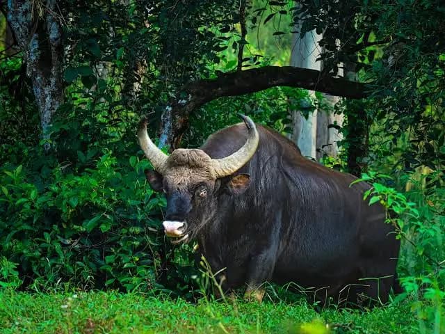 Gavi Safari from Thekkady – Periyar Tiger Reserve, Periyar Tiger Reserve