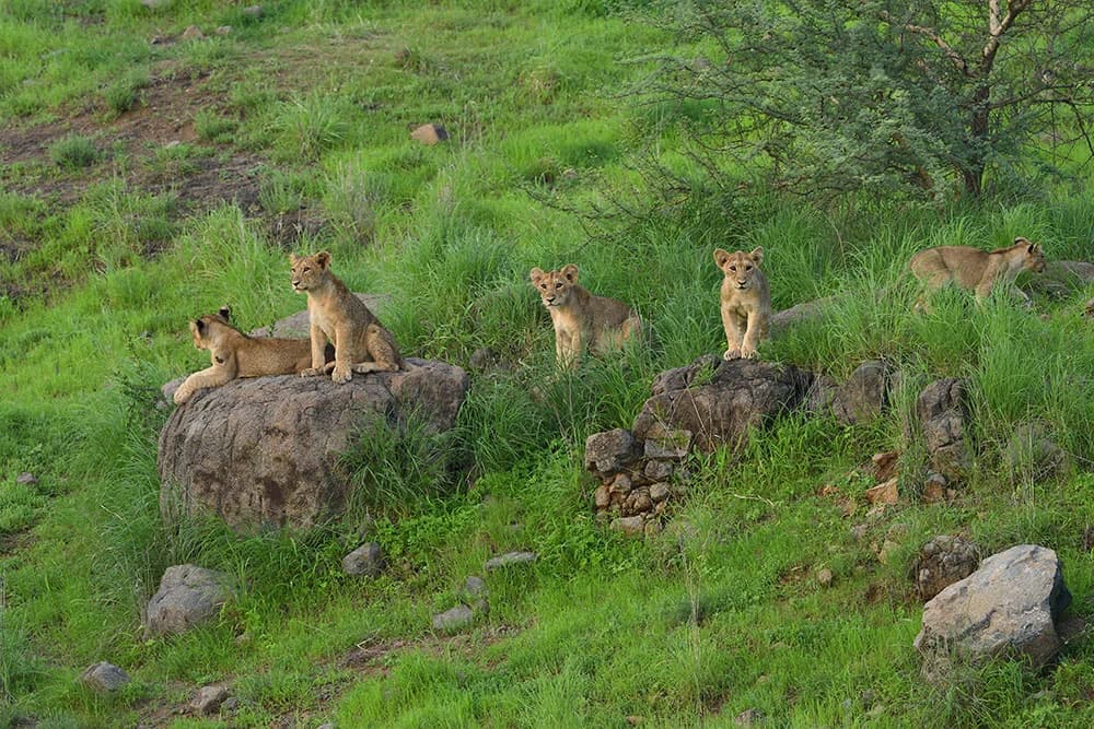 Lions resting on a green grassy slope in the Girnar forest