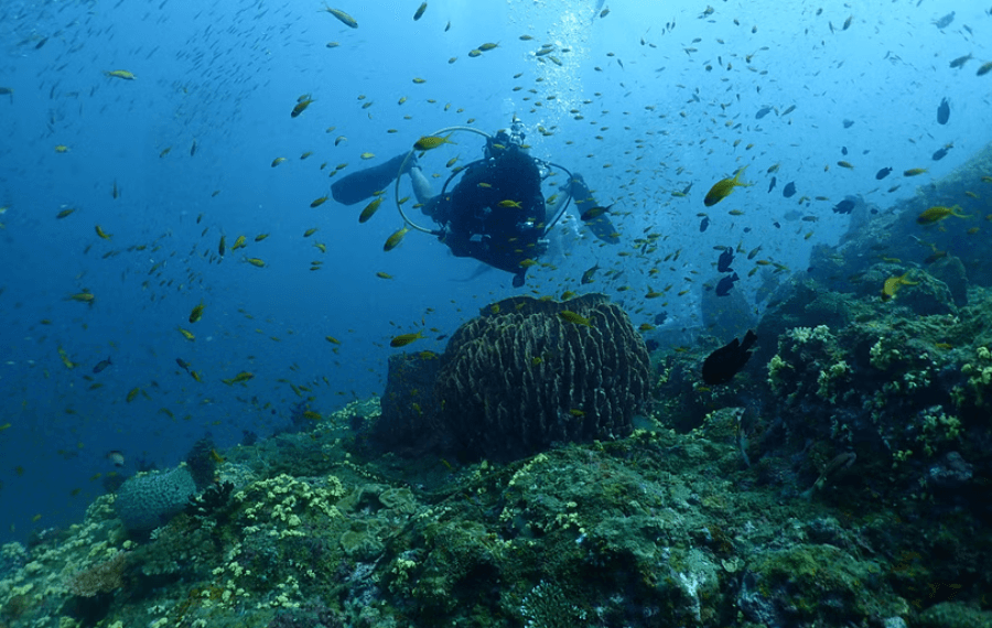 Scuba Diving & Watersports at Malvan from Goa | One Day Trip, Goa