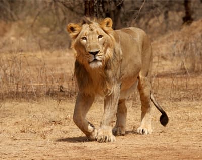 Sasan Gir Safari Guide 2026: Booking, Timings, Best Time & Tips