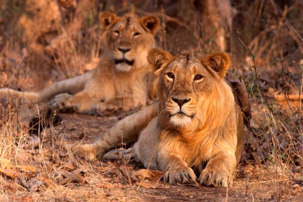 Two Asiatic lions resting together