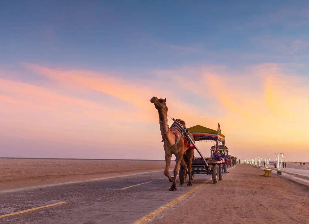 Camel cart on the white salt desert of the Rann of Kutch at sunset